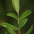 huile essentielle arbre à thé (tea tree, melaleuca)