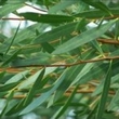 huile essentielle eucalyptus