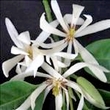 huile essentielle magnolia