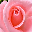 huile essentielle rose