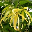 huile essentielle ylang ylang